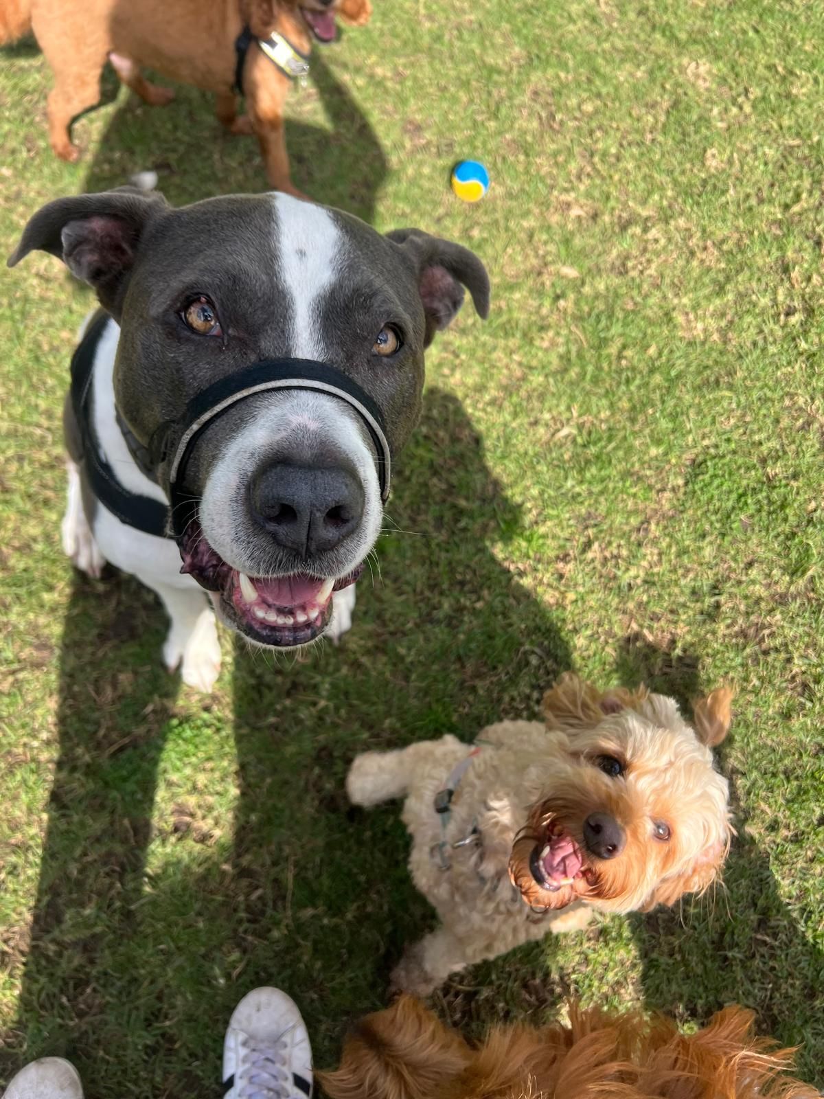 A Pawsercise client out on a walk
