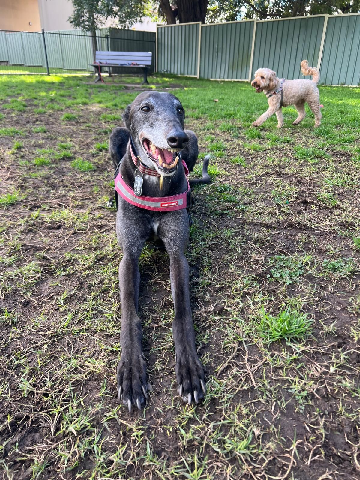 A Pawsercise client out on a walk