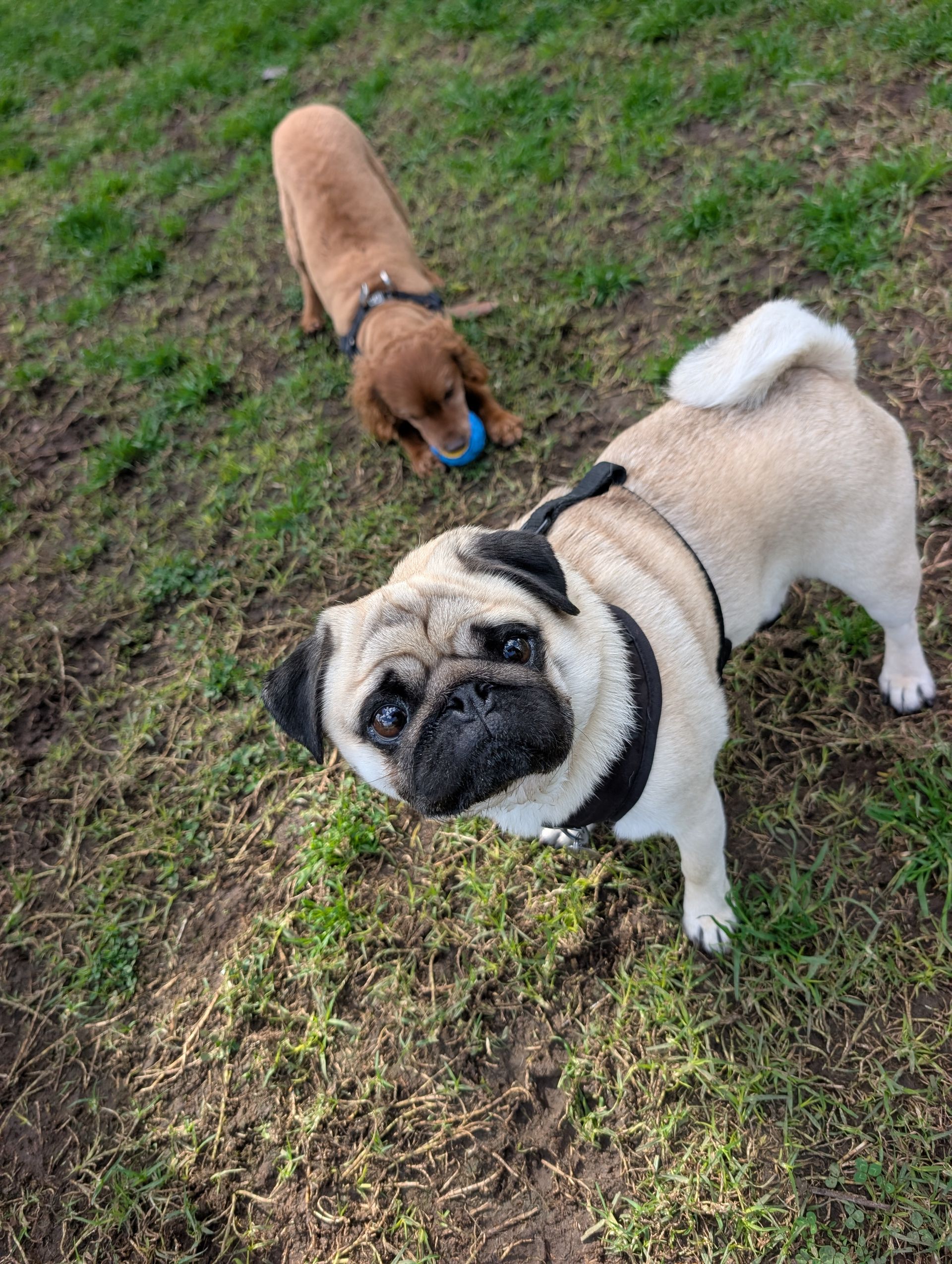 A Pawsercise client out on a walk