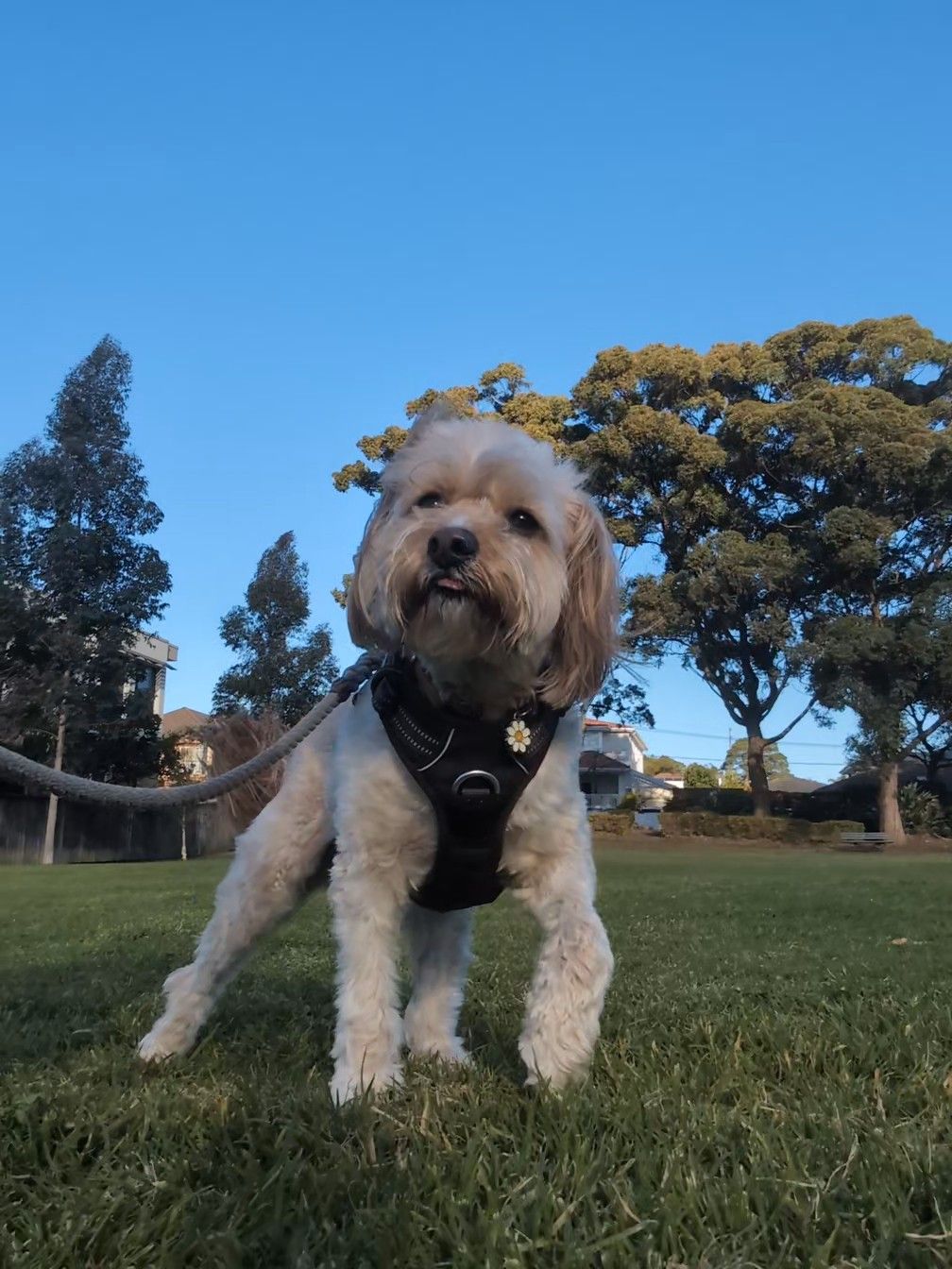 A Pawsercise client out on a walk